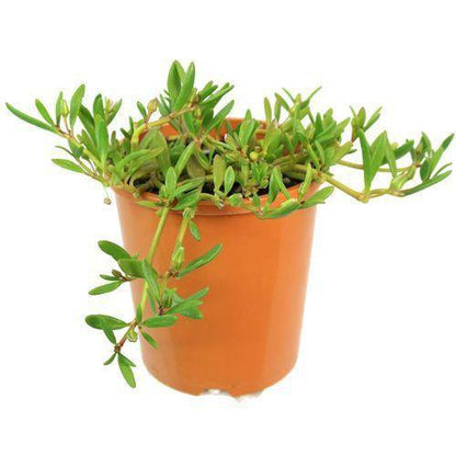 Sesuvium Portulacastrum (small) – image 1