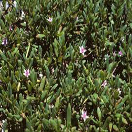 Sesuvium Portulacastrum (small) – image 2