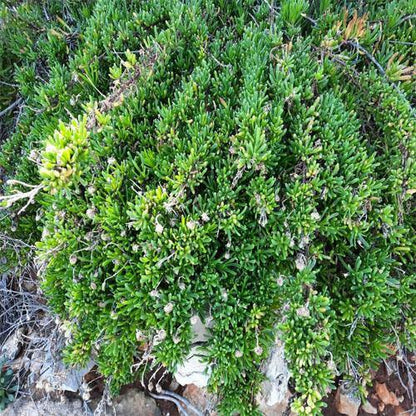 Sesuvium Portulacastrum (small) – image 3