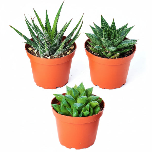 Haworthia Succulents – image 1