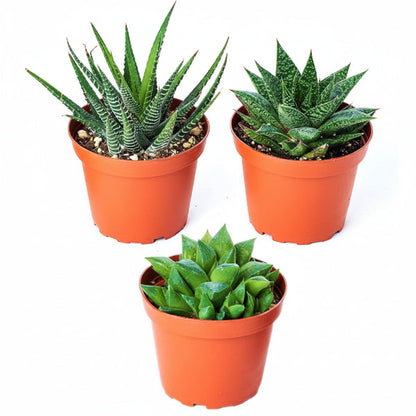 Haworthia Succulents – image 1
