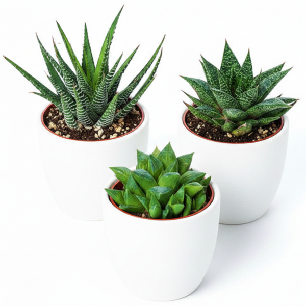 Haworthia Succulents – image 7