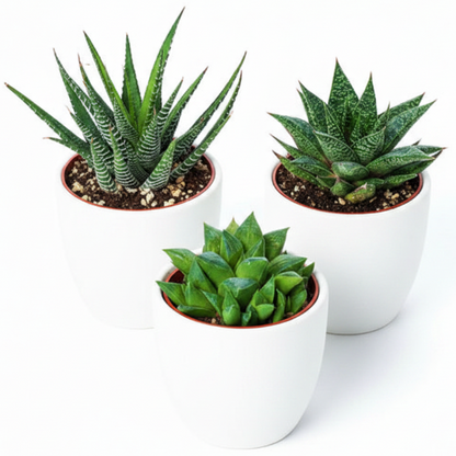Haworthia Succulents – image 7