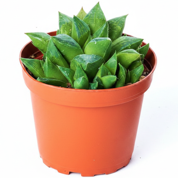 Haworthia Succulents – image 3