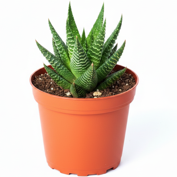 Haworthia Succulents – image 2