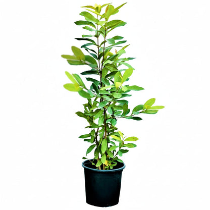 Black Plum, Syzygium Cumini, Java Plum, Jamun, Jambolan – image 4