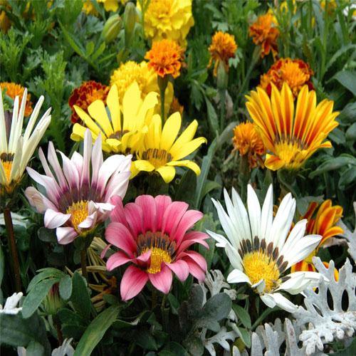 Gazania Flowering Plants – image 4