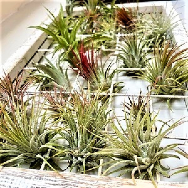 Air Plant, Tillandsia, – image 4