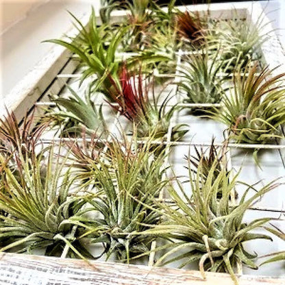 Air Plant, Tillandsia, – image 4