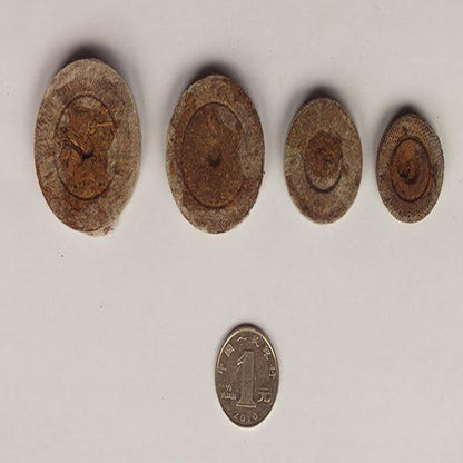 Peat Pellets or Peat Seeds Starters – image 3