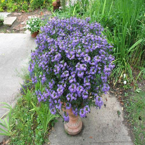 Scaevola Aemula, Blue Wonder – image 6