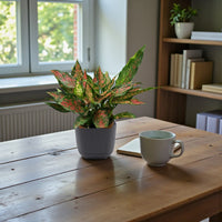 Aglaonema ‘Red Valentine’ - additional product image 2