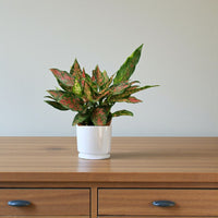Aglaonema ‘Red Valentine’ - additional product image 3