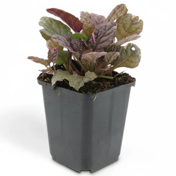 Ajuga Reptans, Bugleherb (small) – image 4