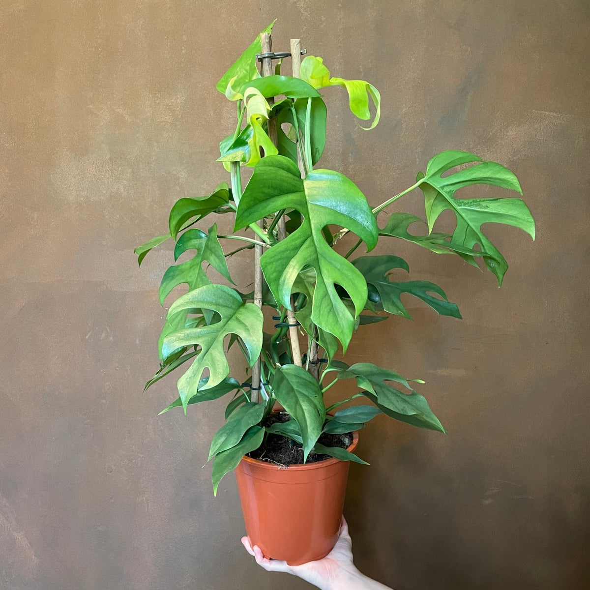 Rhaphidophora tetrasperma Mini Monstera - Large - Image 2