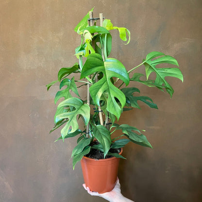 Rhaphidophora tetrasperma Mini Monstera - Large - Image 2