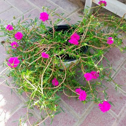 Rose Moss, Portulaca Grandiflora – image 5