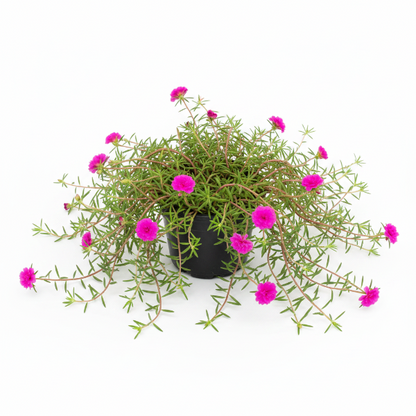 Rose Moss, Portulaca Grandiflora – image 11