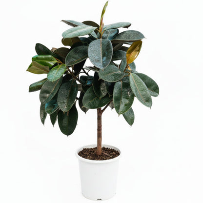Rubber Plant - Ficus Elastica – Green Plants