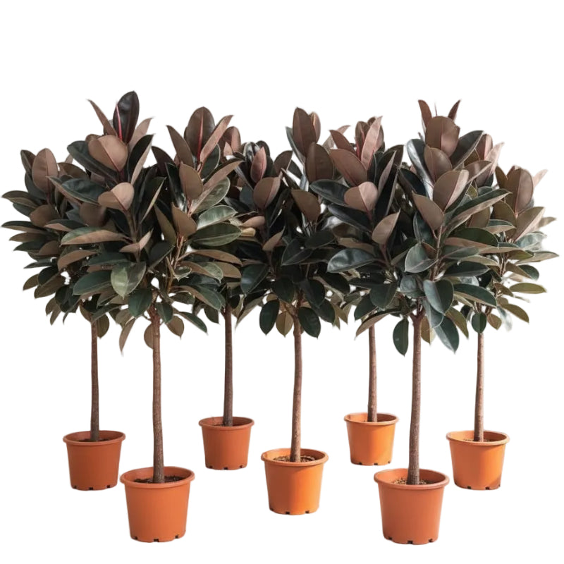 Rubber Plant - Ficus Elastica – Green Plants
