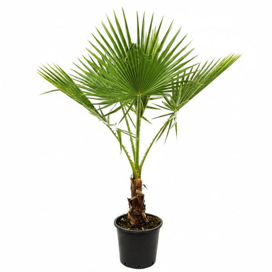 Mexican Blue Palm, Brahea Armata – image 2