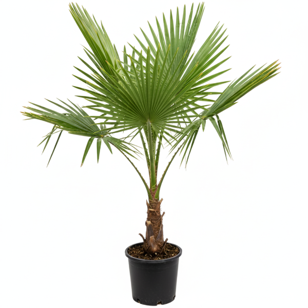 Mexican Blue Palm, Brahea Armata – image 6