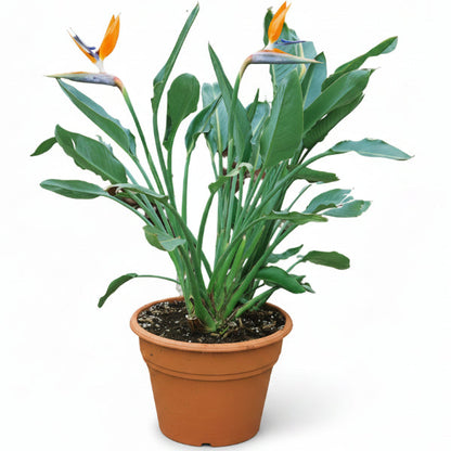 Bird of Paradise, Strelitzia Reginae, outdoor – image 2