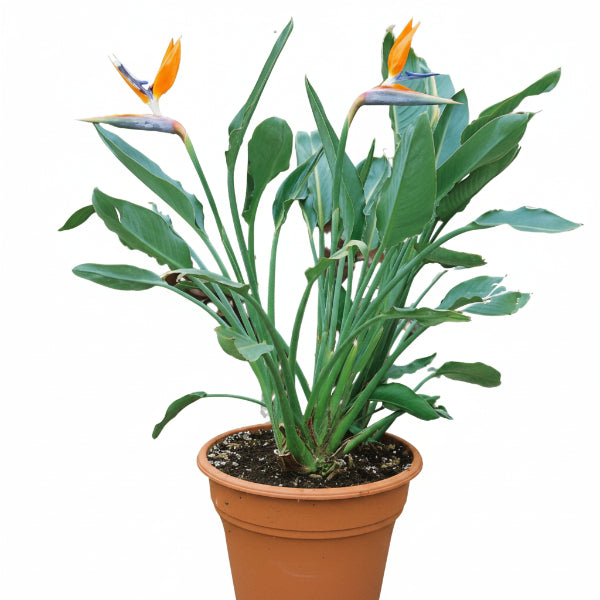Bird of Paradise, Strelitzia Reginae, Indoor – image 4