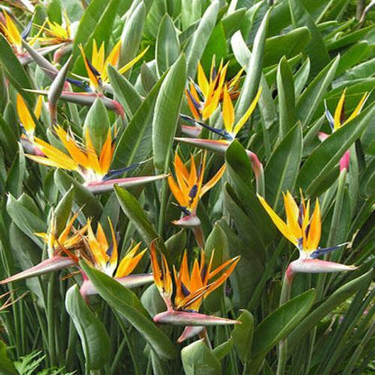 Bird of Paradise, Strelitzia Reginae, outdoor – image 5