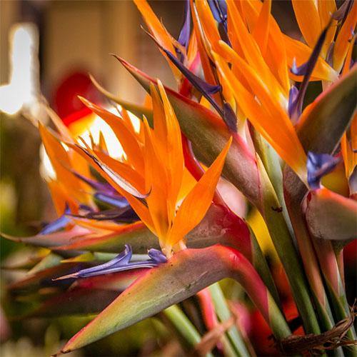 Bird of Paradise, Strelitzia Reginae, outdoor – image 3