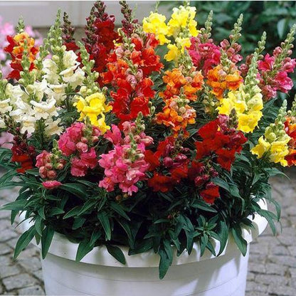 Antirrhium Majus, Snapdragon, Antirrhinum (small) – image 6