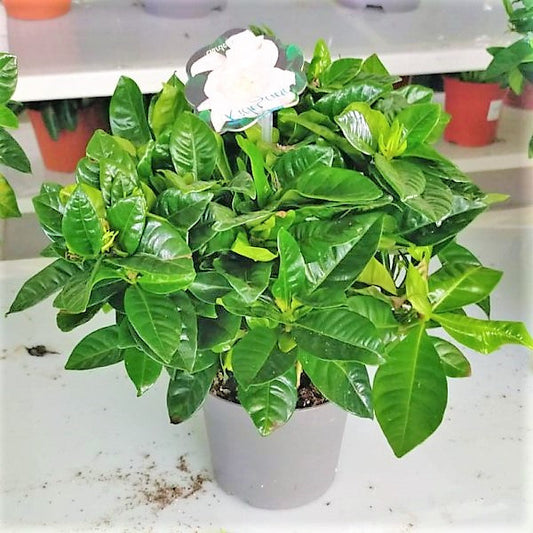 Cape Jasmine, Gardenia Jasminoides, indoor – image 3