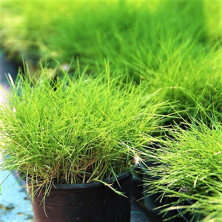 Zoysia Japonica, Korean Lawn Grass – image 3
