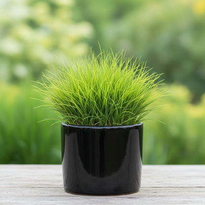 Zoysia Japonica, Korean Lawn Grass – image 8