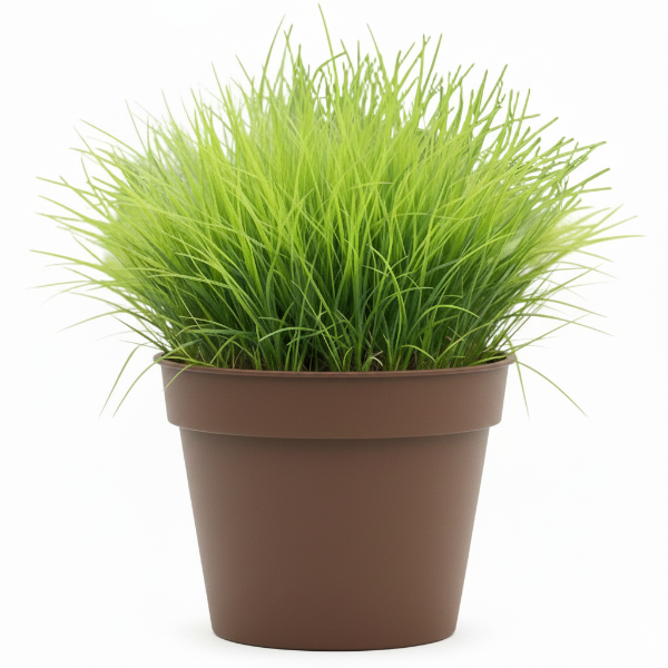 Zoysia Japonica, Korean Lawn Grass – image 5