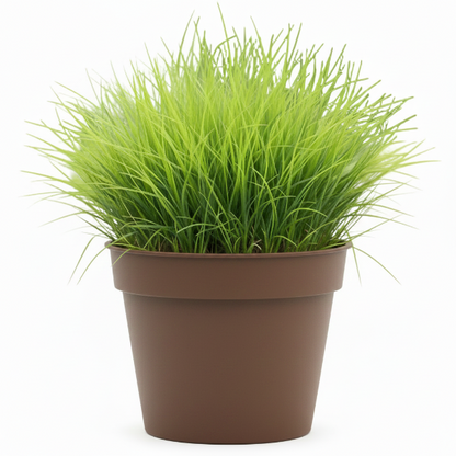 Zoysia Japonica, Korean Lawn Grass – image 5