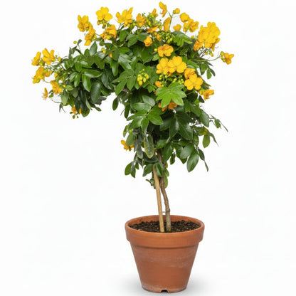 Cassia Bicapsularis, Butterfly bush – image 1
