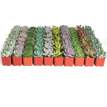 Mini succulents "Per Piece" – image 5