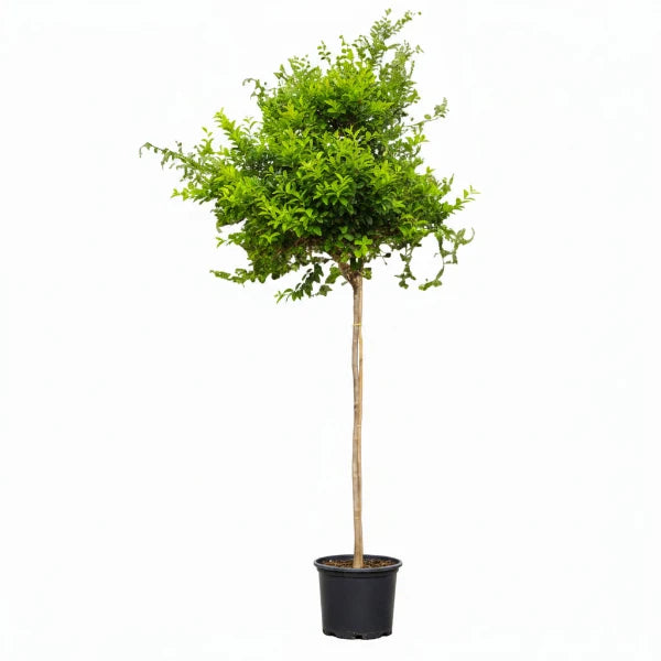 Ziziphus Spina Christi, Sidr Tree – image 4