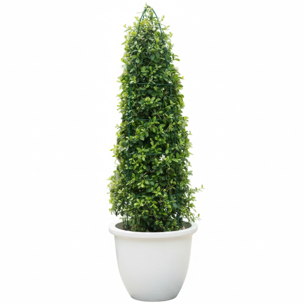 Ehretia microphylla, Fukien Tea, Cone Shape – image 3