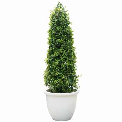 Ehretia microphylla, Fukien Tea, Cone Shape – image 3