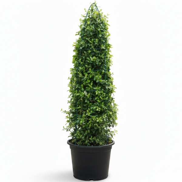 Ehretia microphylla, Fukien Tea, Cone Shape – image 1