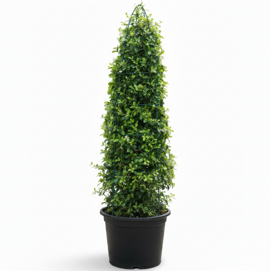 Ehretia microphylla, Fukien Tea, Cone Shape – image 1