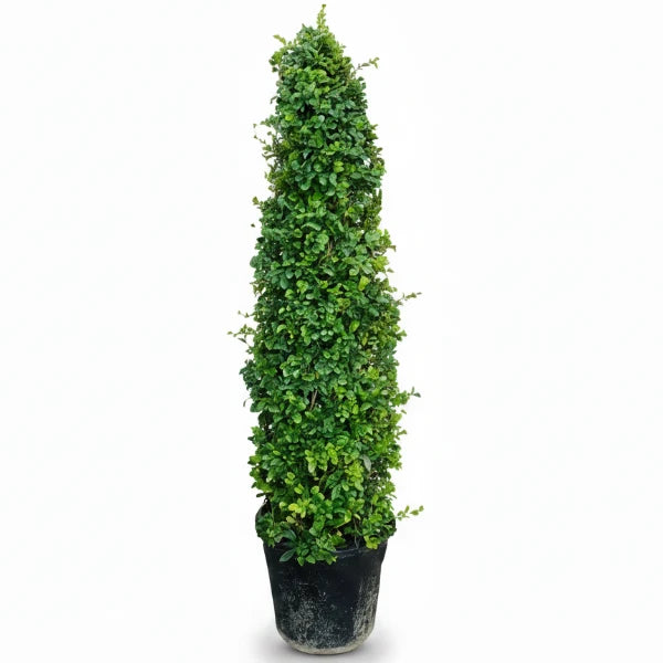 Ehretia microphylla, Fukien Tea, Cone Shape – image 4