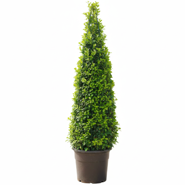 Ehretia microphylla, Fukien Tea, Cone Shape – image 6