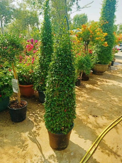 Ehretia microphylla, Fukien Tea, Cone Shape – image 5
