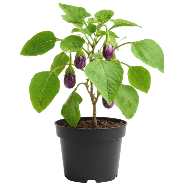 Egg Plant, Solanum Melongena – image 1