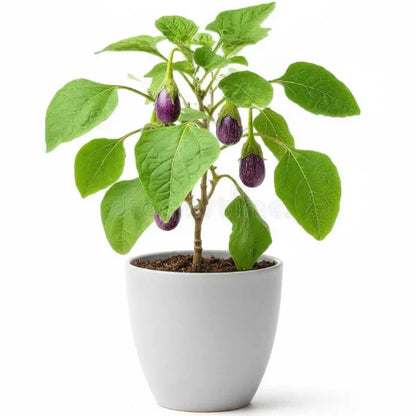 Egg Plant, Solanum Melongena – image 4