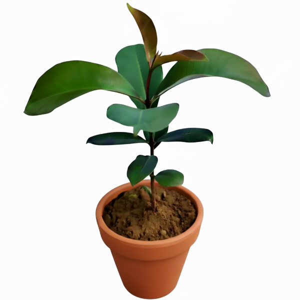 Black Plum, Syzygium Cumini, Java Plum, Jamun, Jambolan – image 3