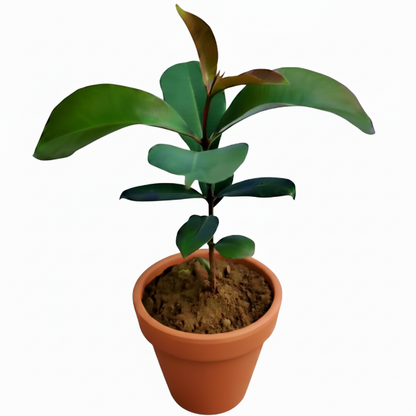 Black Plum, Syzygium Cumini, Java Plum, Jamun, Jambolan – image 3